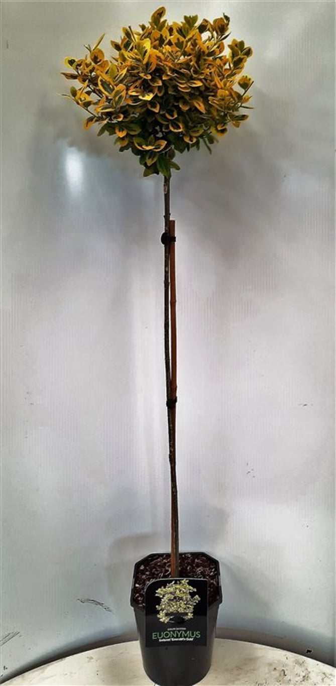 Euonymus fort. 'Emerald 'n' Gold' - 80 CM Stem C5